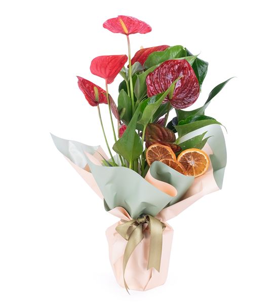 Heart Beats Red Anthurium Saksı Çiçeği